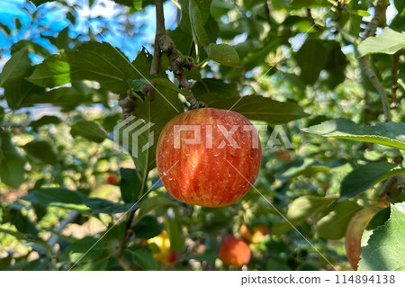 在減少農藥使用的農場採摘蘋果 114894138