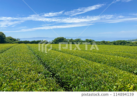鹿兒島的藍天和茶田 鹿兒島的藍天和茶田 114894139