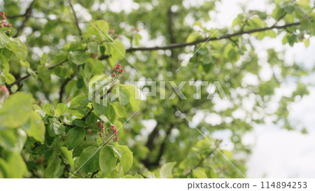 Slow motion blooming apple tree closeup in late spring 114894253