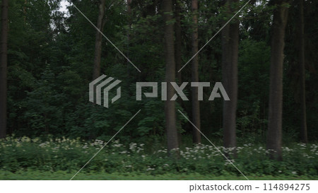 driving plate side view of mixed forest in summer smooth ride driving plate side view of mixed forest in summer smooth ride 114894275