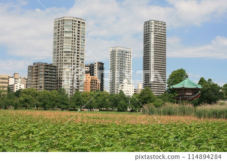 初夏的上野不忍池 初夏的上野不忍池 114894284