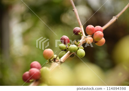 Coffee cherry 114894398