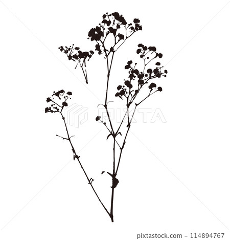 Gypsophila silhouette illustration 114894767