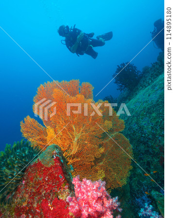 Giant sea fan and diver, Similan National Park, Thailand 114895180