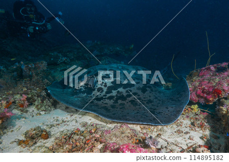 一隻斑點鰩魚在沙底休息，一名潛水員帶著相機（泰王國斯米蘭海洋國家公園邦島） 114895182