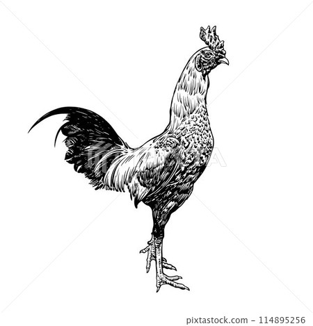 Cock fighting drawing Cock fighting drawing 114895256