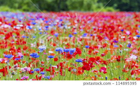 National Park Michinoku Lakeside Park Kababo Lake Miyagi Prefecture National Park Michinoku Lakeside Park Kababo Lake Miyagi Prefecture 114895395