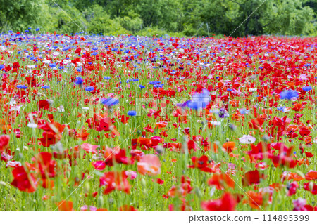National Park Michinoku Lakeside Park Kababo Lake Miyagi Prefecture National Park Michinoku Lakeside Park Kababo Lake Miyagi Prefecture 114895399