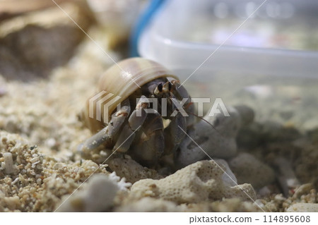 Hermit crab kept in an aquarium 114895608