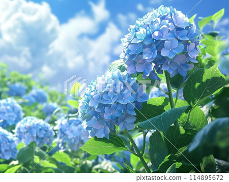 A Gentle Hydrangea Morning A Gentle Hydrangea Morning 114895672