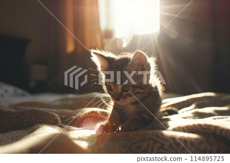 A small kitten is playing with an old man on the bed. Warm light is shining through from outside the window, It shows the cute pet interaction and playful action of the kitten's hand movements. 114895725