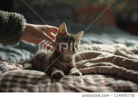 A small kitten is playing with an old man on the bed. Warm light is shining through from outside the window, It shows the cute pet interaction and playful action of the kitten's hand movements. 114895730