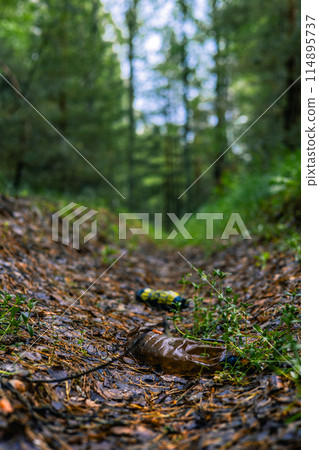 Pollution of forest nature with garbage. Bottles and other rubbish lie on the ground in the forest. Environmental problem. People pollute the forest by throwing garbage on the ground. Pollution of forest nature with garbage. Bottles and other rubbish lie on the ground in the forest. Environmental problem. People pollute the forest by throwing garbage on the ground. 114895737