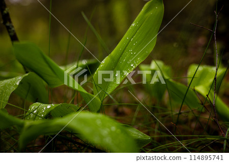 Young sprouts of lily of the valley close-up in the forest covered with drops of water after spring rain. Close-up of lily of the valley foliage on which flowers have not yet appeared. Young sprouts of lily of the valley close-up in the forest covered with drops of water after spring rain. Close-up of lily of the valley foliage on which flowers have not yet appeared. 114895741