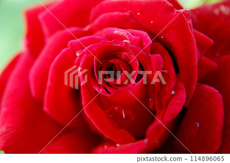 Flowers I saw in a nearby rose garden Flowers I saw in a nearby rose garden 114896065