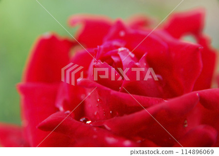 Flowers I saw in a nearby rose garden 114896069