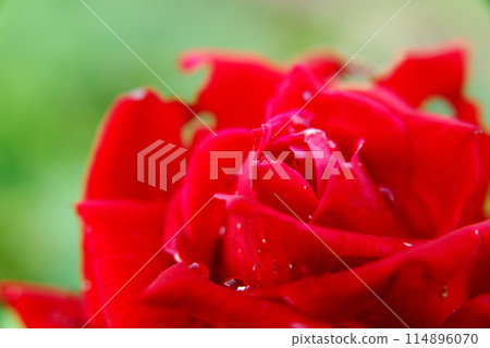 Flowers I saw in a nearby rose garden Flowers I saw in a nearby rose garden 114896070