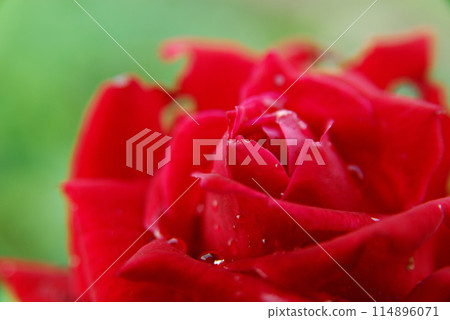 Flowers I saw in a nearby rose garden 114896071