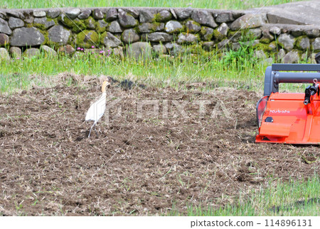 牛背鷺、蒼鷺 114896131