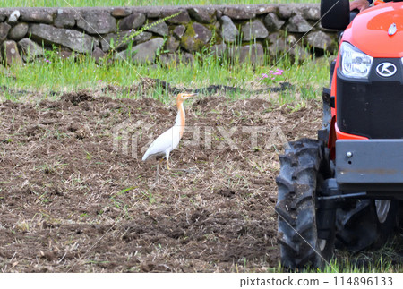 牛背鷺、蒼鷺 114896133