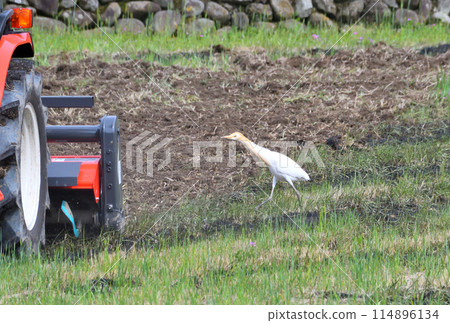 Cattle Egret, Heron 114896134