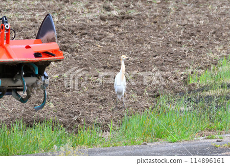 Cattle Egret, Heron 114896161