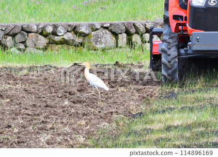 牛背鷺、蒼鷺 114896169