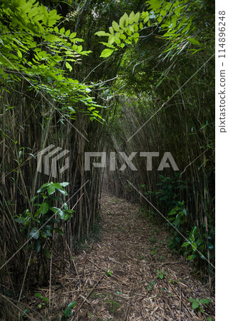Bamboo tunnel Bamboo tunnel 114896248