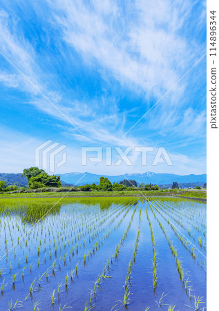藏王毀了山脈和稻田 114896344