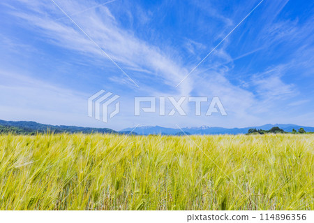 藏王毀了山脈和稻田 114896356