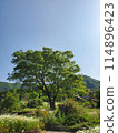初夏的樹呢喃 114896423