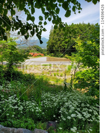 透過樹林可以看到田野 透過樹林可以看到田野 114896426