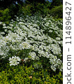 初夏白花 114896427
