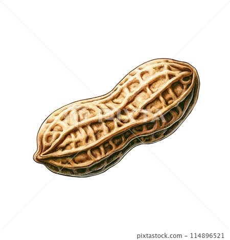 Realistic shelled peanuts illustration 114896521