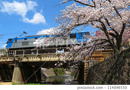 A JR Freight EF210 crossing a railway bridge over a riverbed during cherry blossom season (low angle) 114896550