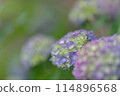 Hydrangea (May 2024) 114896568