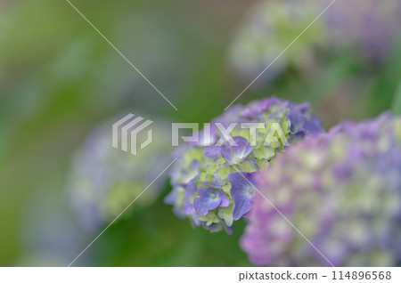 Hydrangea (May 2024) 114896568
