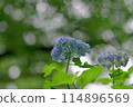 Hydrangea (May 2024) 114896569