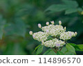 Hydrangea (May 2024) 114896570