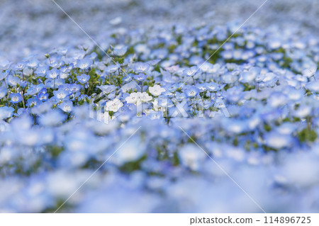 Nemophila Nemophila 114896725