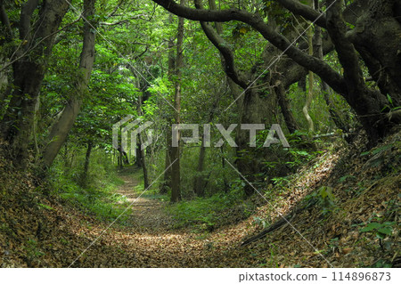 Well-maintained Satoyama roads 114896873