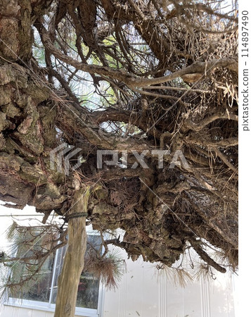 Garden trees need to be cared for. Trees will grow even in vacant houses. 114897490