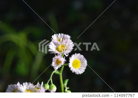  白花 114897767