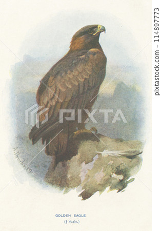 歐洲鳥類百科全書金雕 114897773