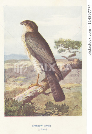 European Bird Encyclopedia: Sparrowhawk 114897774