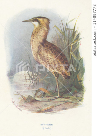 European Bird Encyclopedia: The Oriental Bittern European Bird Encyclopedia: The Oriental Bittern 114897778