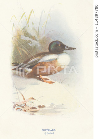 European Bird Encyclopedia: Northern Shoveler European Bird Encyclopedia: Northern Shoveler 114897780