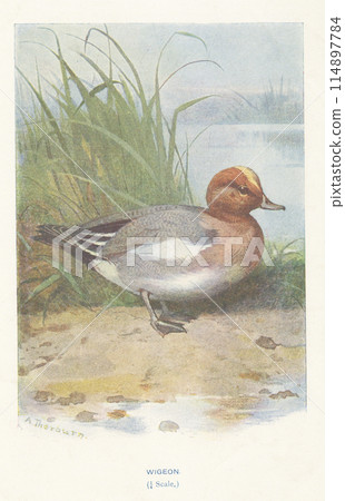 歐洲鳥類圖鑑 114897784