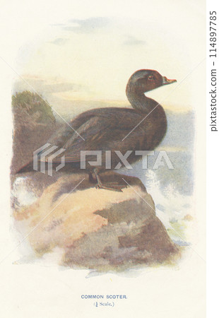 歐洲鳥類百科全書 黑鴨 114897785