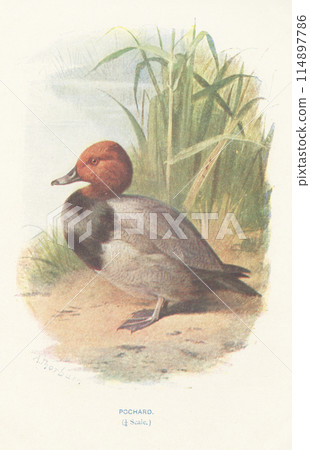 European Bird Guide: Common Dusky 114897786